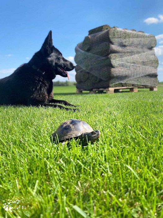 Якісний Рулонний газон, Газон в рулонах, Посівний газон від Виробника!