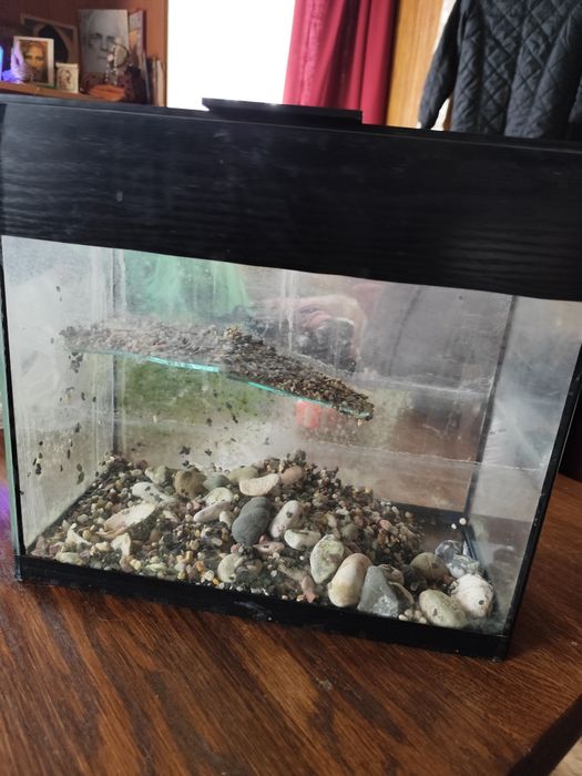 Продам черепашник