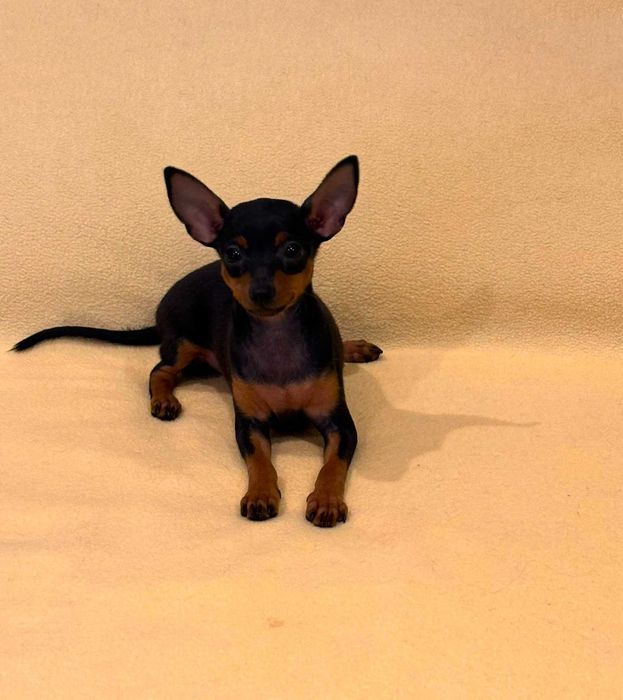 Pinscher Super Miniatura