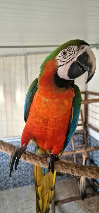 Araras Arlequim Hibridas