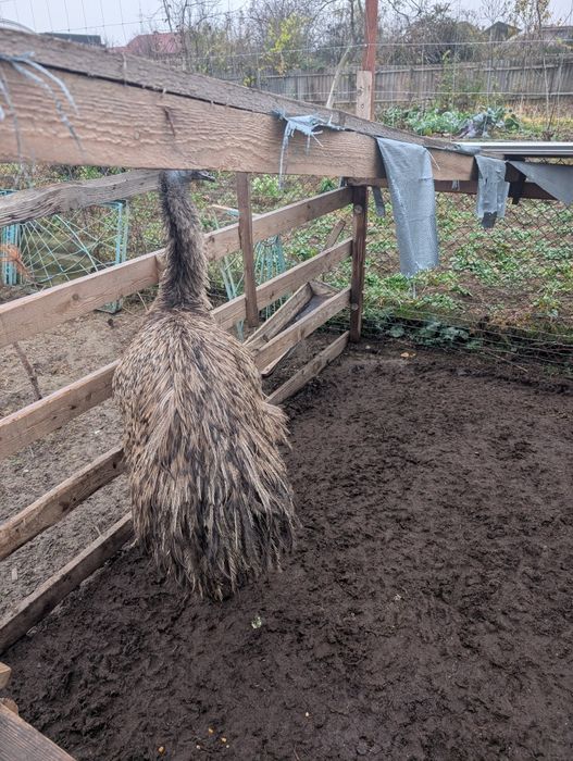 Продам гусей молодих