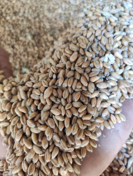 Продам пшеницю Роял на насіння 1 репродукція спід комбаїна .