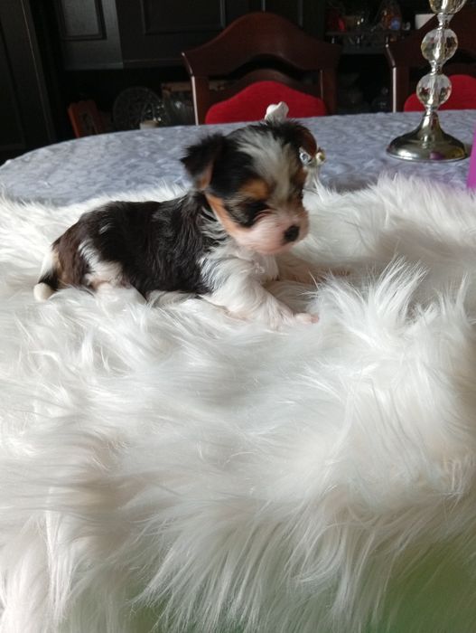 Suczka z metryką ZKwP/FCI Biewer Yorkshire terrier