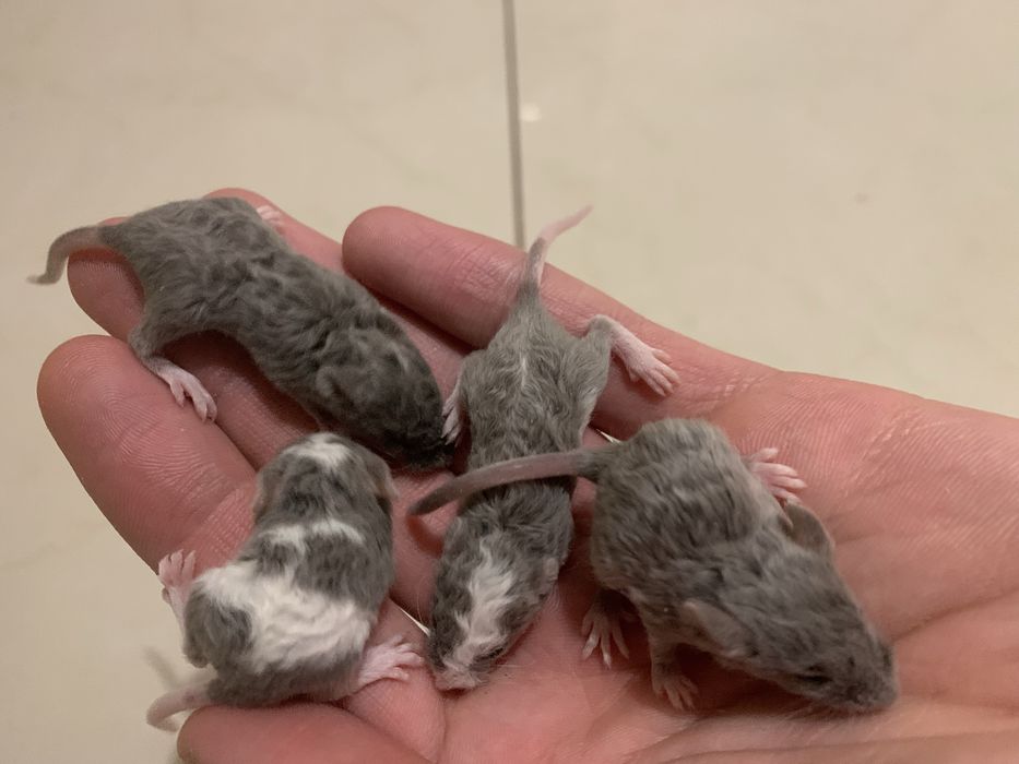 Мишки декоративні кучеряві, криски дамбо