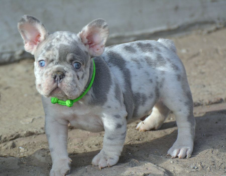 Блакитний мерле французик у Харкові