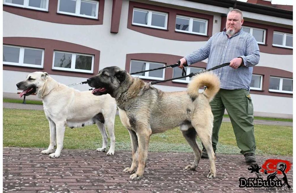 Kangal import Turcja D.K.Bubu FCI.