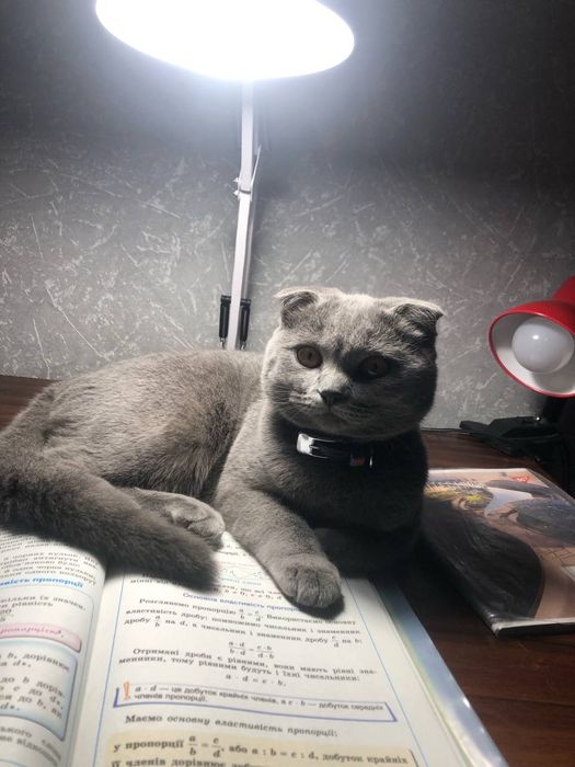 Продамо висловуху шотландську красуню