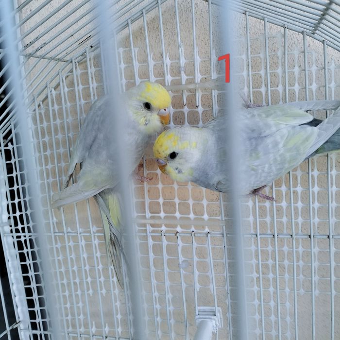 Piriquitos assas claras