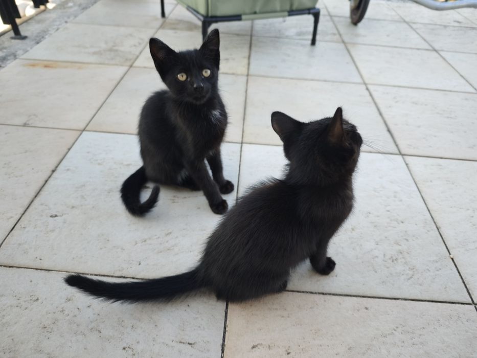 Gatinhos para dar