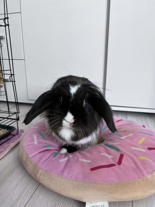 Królik mini lopek