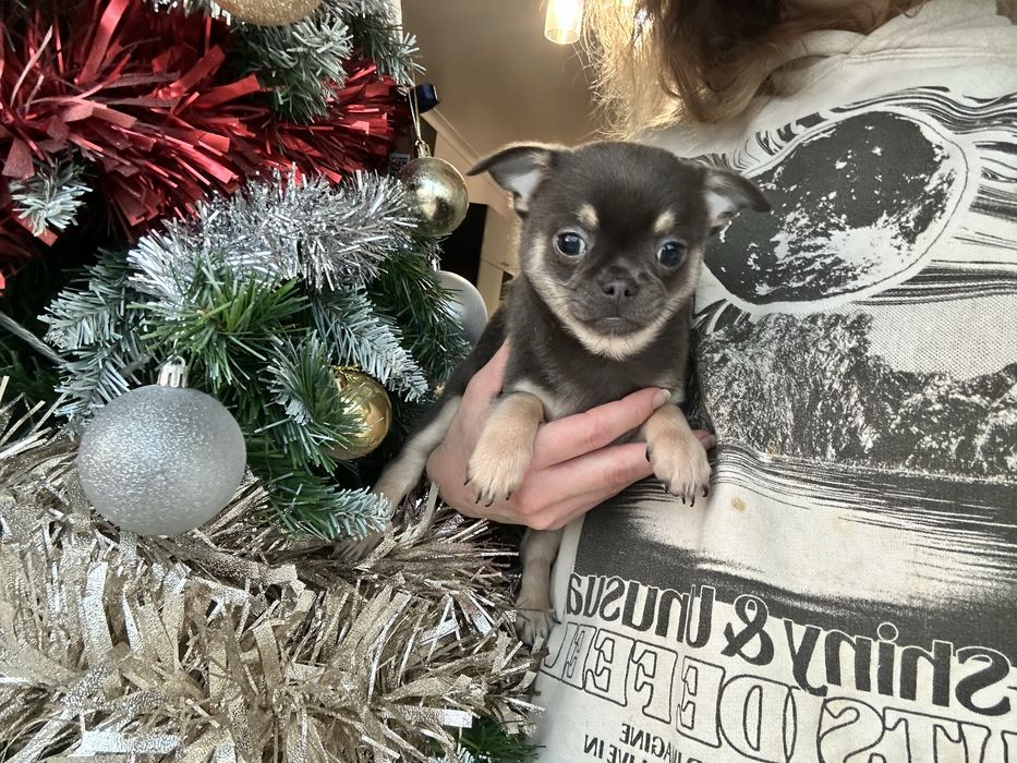 Chihuahua macho pronto para entrega