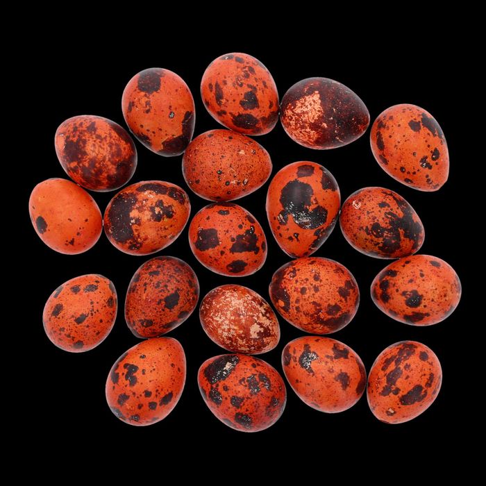 Naturalne przepiórcze jaja - wydmuszki 20 szt. 3 cm