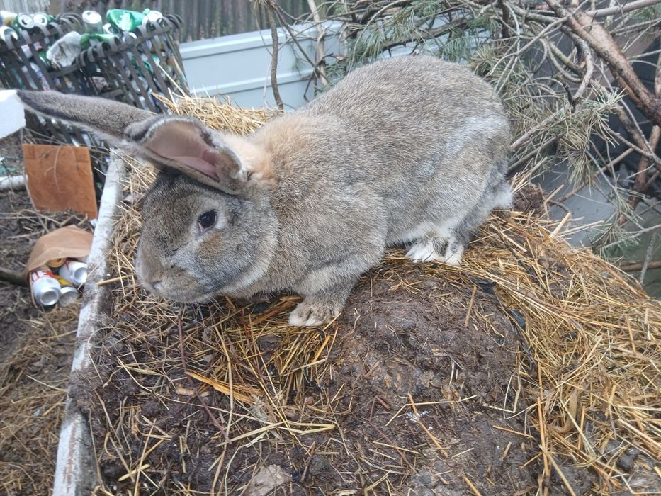 Króliki,  króle, samce,  młode