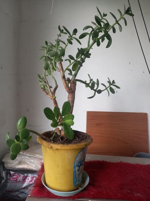 Комнатные растения. Дёшево. Толстянка, колеус и др