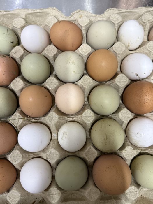 Інкубаційне яйце мішаних домашніх курей