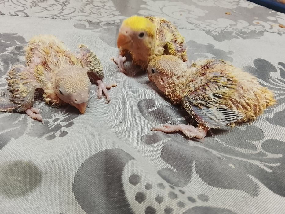 Agapornis Roseicollis Bebés