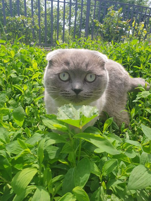 Вязка Шотландец Scottish fold blue point