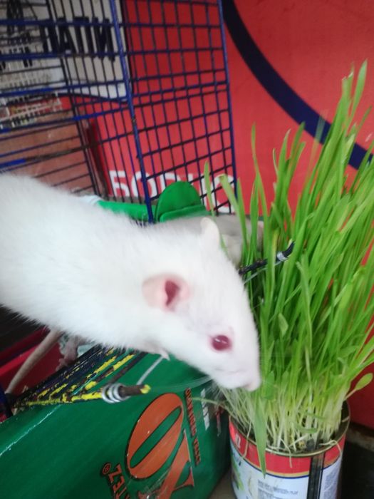 Крыски милашки малышки