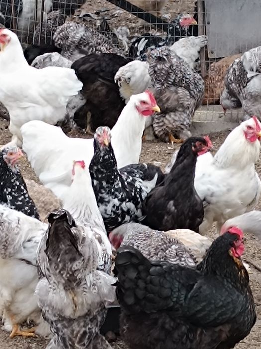 Кохинкины крупной породы инкуб.яйцо