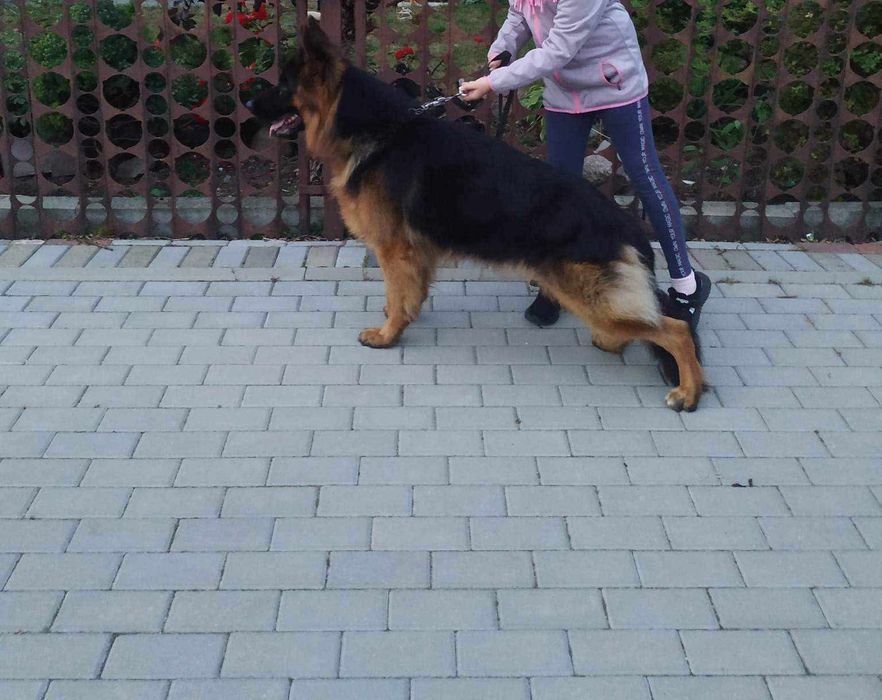 Owczarek niemiecki długowłosy