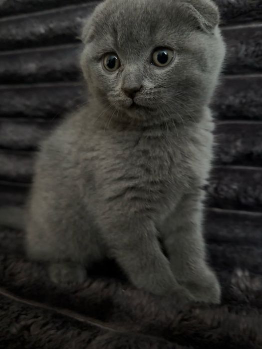 Шотландський котик