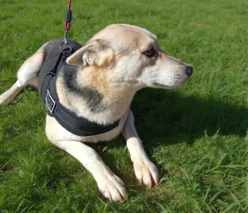 Kochany, młody i śliczny pies do adopcji