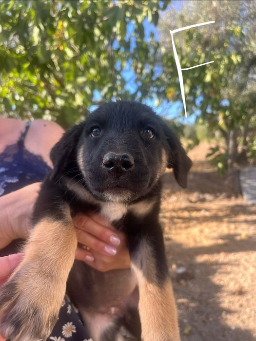 Cães de 4 meses M & F