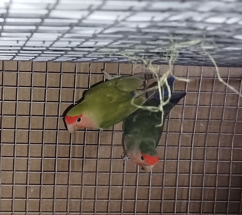 Agapornis roseicollis fêmeas