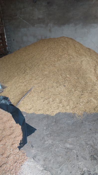 Owies bingo zbiór 2025