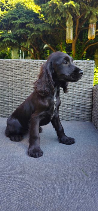Cocker Spaniel angielski z rodowodem