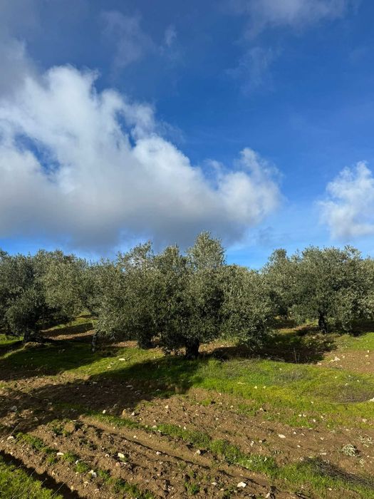 Azeite Biológico de Trás-os-Montes – Garrafão 5L | Produção Própria