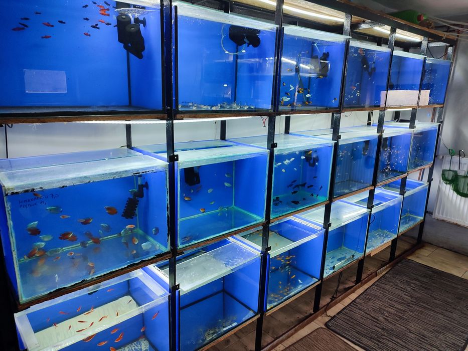 Zapraszamy na zakupy. Hodowla Glonek.