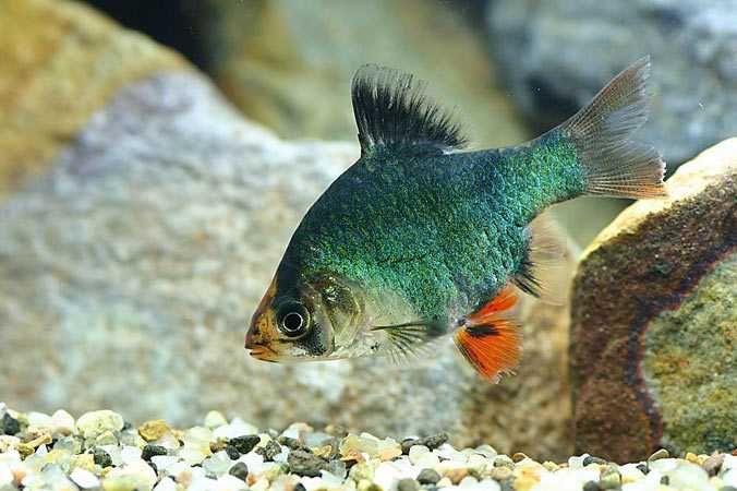 GB Brzanka Mszysta - dowóz ryb!