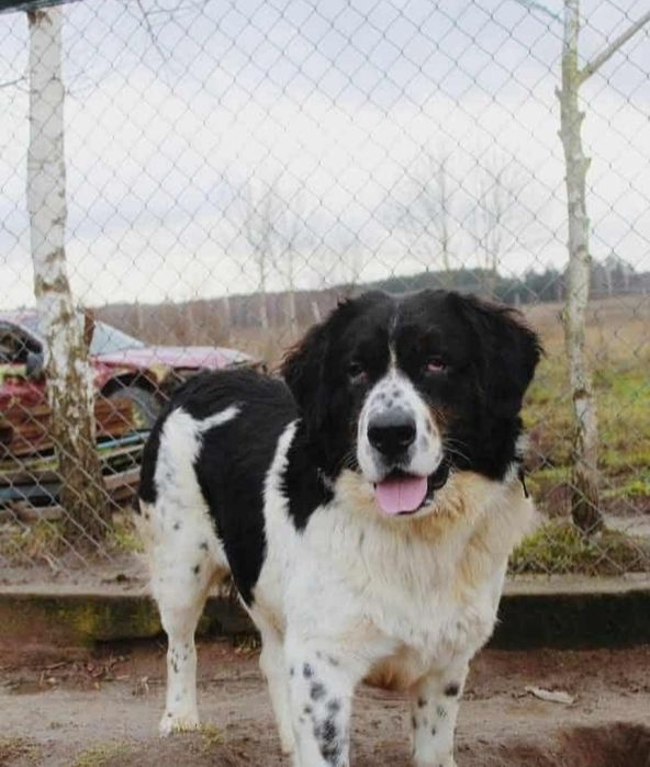 Miś w typie Leonbergera