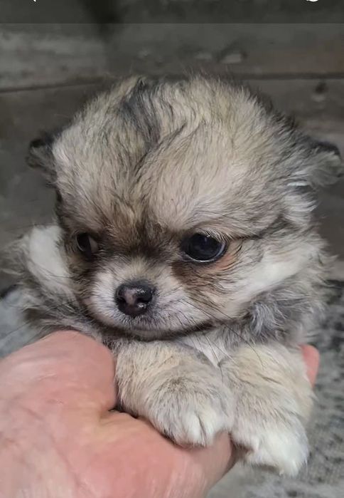 Дуже гарний хлопчик породи чихуахуа.