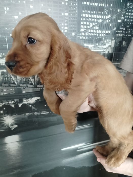 Cocker spaniel angielski