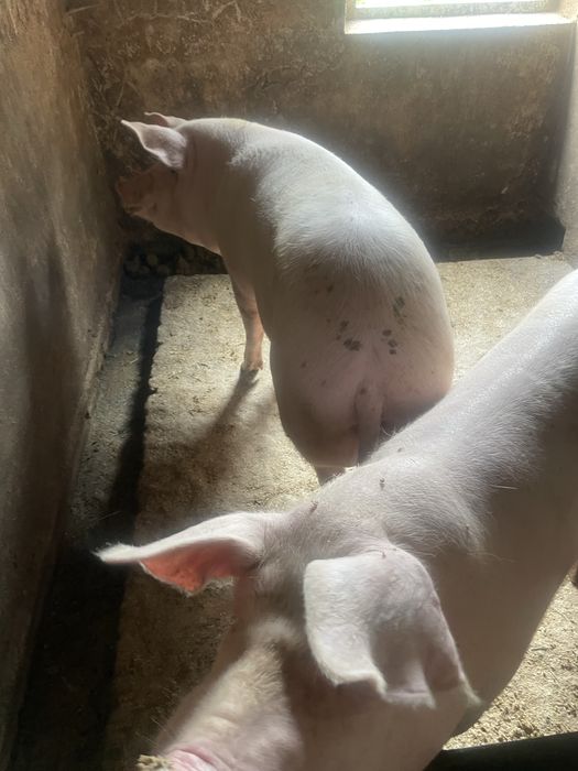 Продам свиню кабана