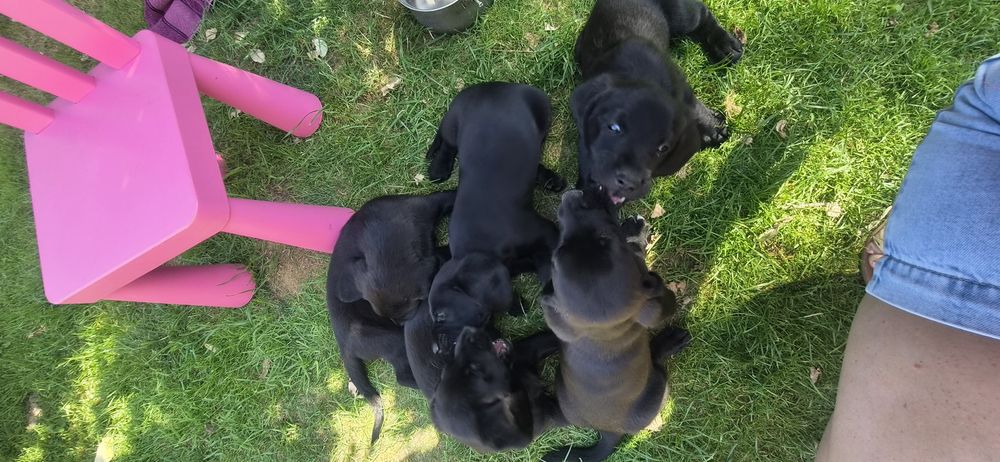 Wspaniałe szczeniaki w typie labradora szukają domów!