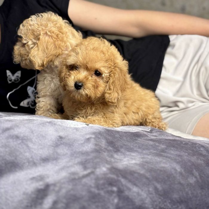 мальтипу — мини мальчика с беби-фейс мордочкой!