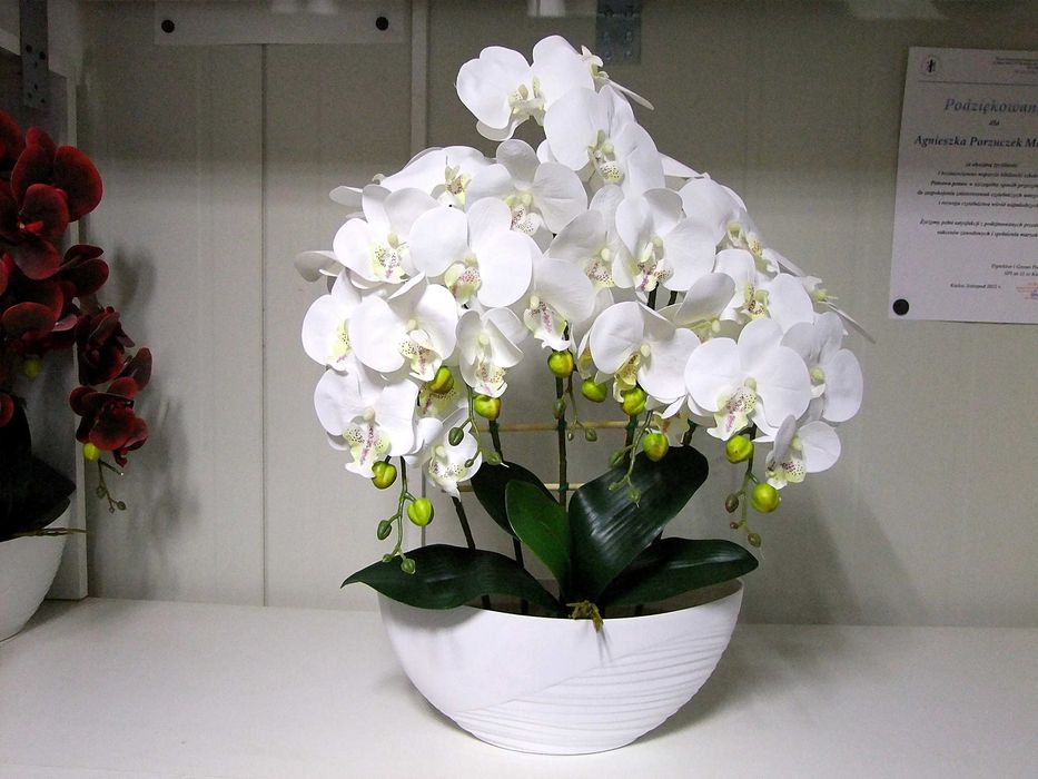 Storczyk Biały Pięć Pędów Dwie Sztuki Duży Szeroki Silikonowy Magnolit