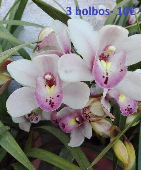 Orquídeas de propagação particular