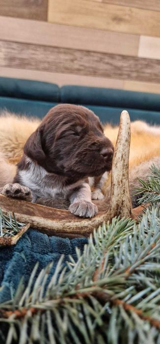 Wyżeł niemiecki szorstkowłosy „Canis Spes” FCI