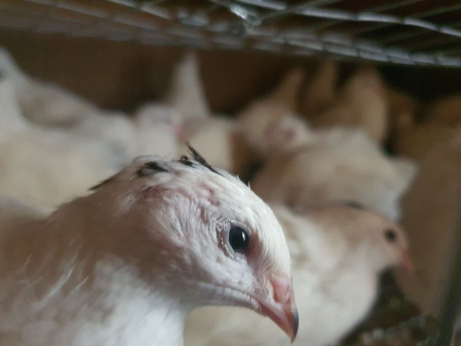 Перепілка м'ясо несучка