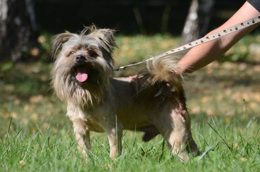 Miecio-do adopcji