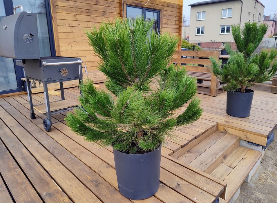 deska tarasowa 12 x 3 cm