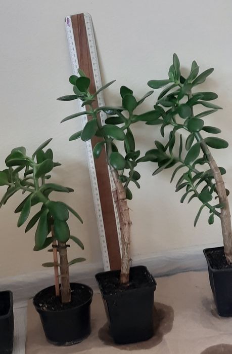 Грошове дерево, красулла, толстянка. Садженці.