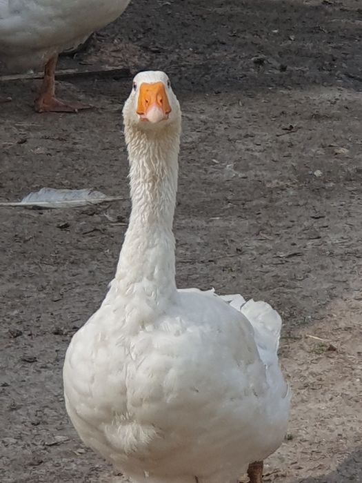 Sprzedam gęsi białe, karmione zbożem