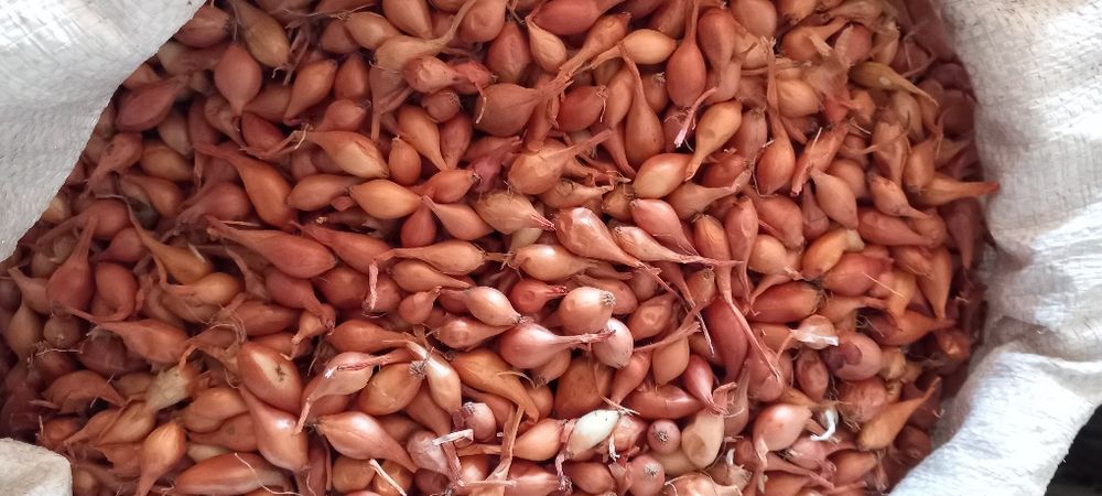 Лук севок тыконка штутгорт дельфин синии белый жолтый