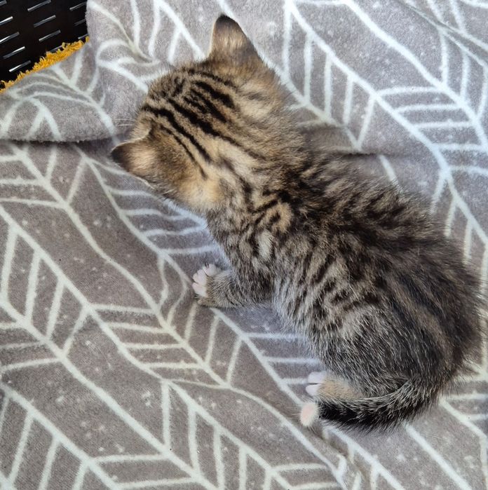 Gatinho para adoção
