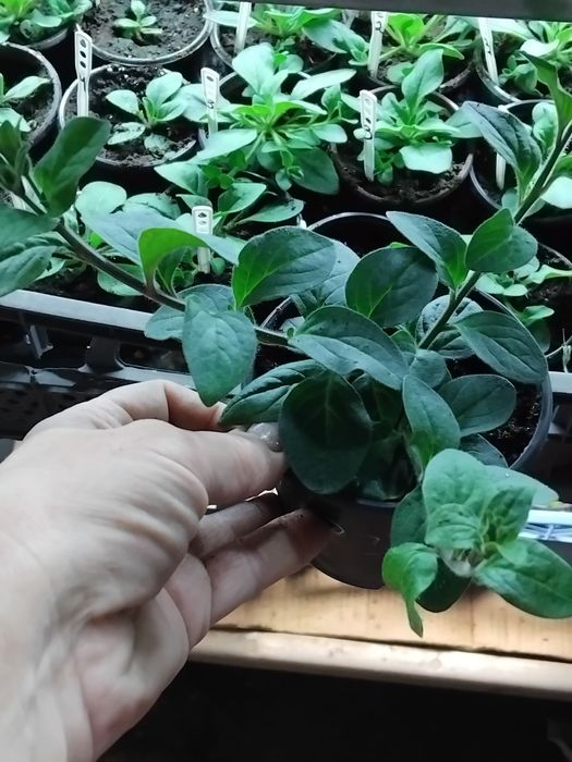 Тайдали,бланкет,віста